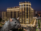 Ловкие крысы штурмуют автомобили в элитном микрорайоне Краснодара
