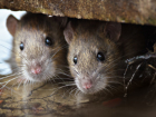 «Шанхайских» крыс показал краснодарец знакомой-«понаеху»