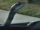 Змея оседлала машину на кубанском серпантине