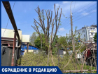 Краснодарку возмутила обрезка деревьев на улице Димитрова