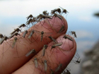 Стала известна причина аномального количества комаров в Краснодаре