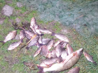 Активисты и Рыбоохрана выявили факты массового браконьерства на Карасунских озерах