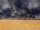 Борьба продолжается: семь действующих очагов лесных пожаров тушат на Кубани