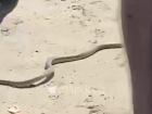 В Краснодаре огромная змея заползла в машину