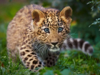В Сочи родились три детеныша леопарда