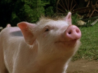 На восстановление популяции кубанских свиней уйдет 2 года