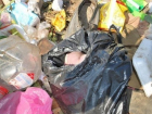 В Щербиновском районе обнаружили 11 мертвых кур и труп собаки 