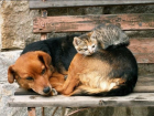 В Краснодарском крае закрыли интернет-сайт с инструкциями по убийству собак и кошек