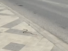На улицы Краснодара выползла змея - видео