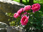 Символ красоты и изобилия: в Японском саду Краснодара зацвели яркие пионы