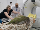 Спасение продолжается: найденной черепахе в Чёрном море сделали рентген в городской больнице 