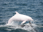 Эксперт объяснил феномен дельфина-альбиноса в Черном море 