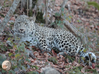 Завораживающая первая охота леопарда в нацпарке Сочи попала на видео