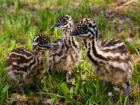 Птенцы эму в Геленджике вышли на первую прогулку