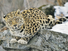 Для слежки за редким видом леопардов в Кавказком заповеднике выделили дорогое оборудование