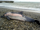 Названы истинные причины массовой гибели дельфинов в Туапсе