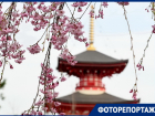 Словно попадаешь в другую страну: Японский сад в Краснодаре отмечает двухлетие