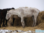 Табун лошадей на протяжении двух лет "гуляет" по Шабановке