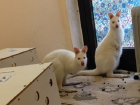 В санатории Сочи поселились два кенгуру-альбиноса