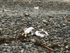 В Краснодарском крае выяснят причину массовой гибели птиц на побережье