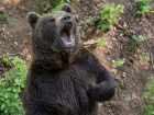 В России действительно медведи ходят по улицам: в Сочи сняли на видео лесного зверя