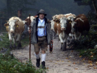 Ночью в горах Мостовского района потерялись пастух с коровой 