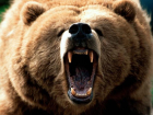 В Сочи дикий медведь убил местную жительницу возле ее дома