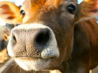 В Мостовском районе «четырнадцатая» сбила корову