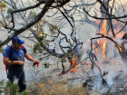 Пожар уничтожил тысячи деревьев в заповеднике «Утриш»: хроника событий 