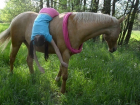 В Армавире маленькая девочка упала с лошади