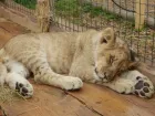 Жителя Кубани осудили на полгода за жестокое обращение со львенком