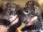 Россияне выбирают имена для родившихся в Сочи леопардов