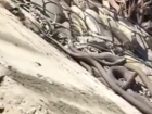 Клубок змей выполз на одну из набережных в Краснодаре 