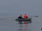 Двух дельфинят выбросило на берег в Новороссийске: один умер, второго реанимировали