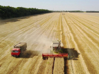 Чем обусловлена высокая урожайность зерна в Краснодарском крае 