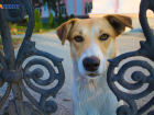 На Кубани установили требования к приютам для животных