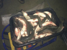 Под Славянском-на-Кубани рыбак-любитель наловил рыбы на сто килограммов