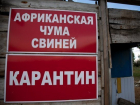 В Краснодарском крае ликвидировали 10 очагов АЧС 