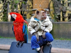 В Сочи уличный фотограф украл обезьяну и попугая