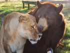 У жителя Кубани изъяли льва, медведя и коршуна для передачи в зоопарк