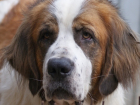 В Сочи огромная собака насмерть загрызла женщину