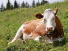 Многодетная семья получила корову в подарок от мэра Новороссийска