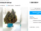 Житель Краснодара продает 10-летний коралловый кактус за 1,5 миллиона рублей
