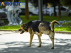 «Эвтаназия по-кабардински»: жительница Краснодарского края сообщила о массовой травле собак