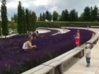 Краснодарцы напророчили «двухполосные шоссе» на расцветающем шалфее в парке Галицкого