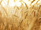 На 1,9 млн тонн снизился сбор зерновых и зернобобовых культур на Кубани