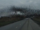 Невероятный танец тысяч птиц сняли на видео на Кубани 
