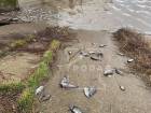 В Карасунских прудах Краснодара массово погибла рыба