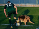 Собаки выбежали на поле во время матча ФК «Краснодар-2» с «Аксу» в Турции