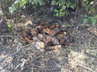 Боеприпасы времен ВОВ обнаружили в лесу Крымского района